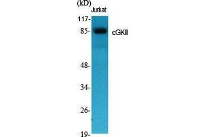 Western Blotting (WB) image for anti-Protein Kinase, CGMP-Dependent, Type II (PRKG2) (Internal Region) antibody (ABIN6283512)