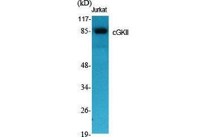 Western Blot (WB) analysis of specific cells using cGKII Polyclonal Antibody. (PRKG2 antibody  (Internal Region))