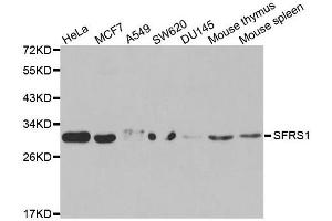 Western blot analysis of extracts of various cell lines, using SRSF1 antibody. (SRSF1 antibody  (pSer1))