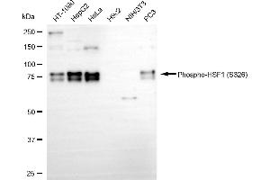 Western blotting analysis using Phospho-HSF1 (S326) antibody (ABIN7798863).