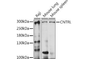 Western blot analysis of extracts of various cell lines, using CNTRL antibody (ABIN7266270) at 1:1000 dilution.