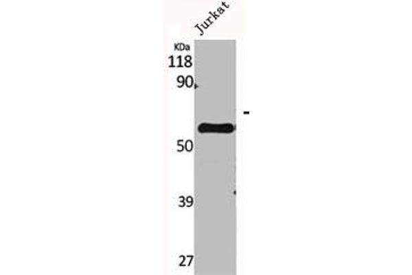 CYP2A7 antibody  (C-Term)