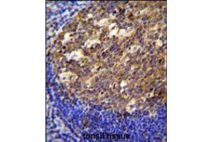 PTK9L Antibody immunohistochemistry analysis in formalin fixed and paraffin embedded human tonsil tissue followed by peroxidase conjugation of the secondary antibody and DAB staining.