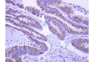 Image no. 1 for anti-EPS8-Like 2 (EPS8L2) (AA 402-699) antibody (ABIN1498054) (EPS8-Like 2 antibody  (AA 402-699))