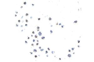 Immunocytochemistry (ICC) image for anti-Spleen Focus Forming Virus (SFFV) Proviral Integration Oncogene Spi1 (SPI1) (AA 1-50) antibody (ABIN7453984)