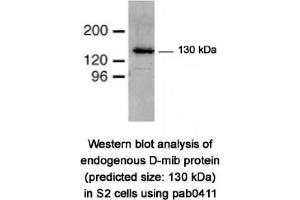Image no. 2 for anti-Mindbomb E3 Ubiquitin Protein Ligase 1 (MIB1) (N-Term) antibody (ABIN347485) (MIB1 antibody  (N-Term))