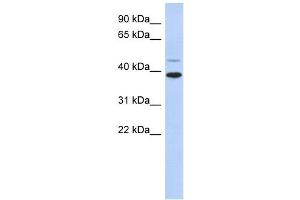 RNF121 antibody used at 1 ug/ml to detect target protein.
