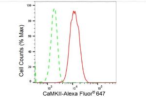 Flow cytometric analysis of CaMKII expression in HepG2 cells using CaMKII antibody (ABIN7797836), 1:2,000).