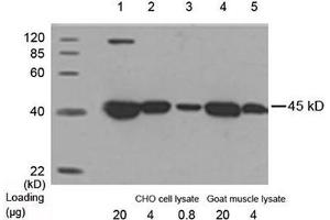 Detection antibody: 1 µg/mL Anti-beta-Actin [HRP] Monoclonal Antibody (Mouse) (ABIN396861) The signal was developed with LumiSensor HRP Substrate Kit (ABIN769939) . (beta Actin antibody  (HRP))