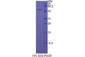 SDS-PAGE analysis of Rat LEFTY1 Protein. (LEFTY1 Protein)