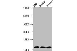 Western Blot Positive WB detected in:293 whole cell lysate, HepG2 whole cell lysate, Mouse kidney tissue All lanes:Acetyl-Histone H4 (K16) antibody at 1. (Recombinant HIST1H4A antibody  (acLys16))