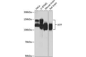 Western blot analysis of extracts of various cell lines, using APP antibody (ABIN7265575) at 1:1000 dilution. (APP antibody)