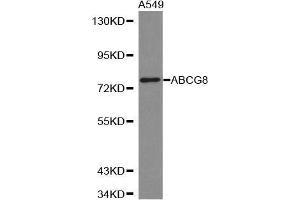 Western blot analysis of extracts of A549 cell lines, using ABCG8 antibody. (ABCG8 antibody  (AA 1-320))