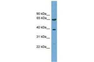 Image no. 1 for anti-Kelch-Like 20 (KLHL20) (AA 481-530) antibody (ABIN6745579)
