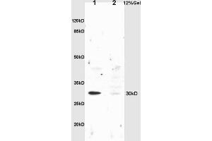 L1 rat liver lysates L2 rat brain lysates probed with Anti NQO1 Polyclonal Antibody, Unconjugated (ABIN678428) at 1:200 overnight at 4 °C.