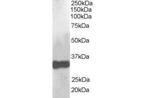 ABIN184791 (1µg/ml) staining of human liver lysate (35µg protein in RIPA buffer). (CLDN14 antibody  (C-Term))