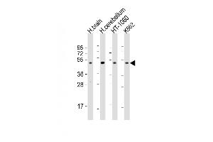 Western Blot at 1:2000 dilution Lane 1: human brain lysate Lane 2: human cerebellum lysate Lane 3: HT-1080 whole cell lysate Lane 4: K562 whole cell lysate Lysates/proteins at 20 ug per lane. (Dopamine d2 Receptor antibody  (C-Term))