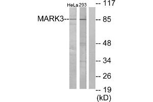 Western blot analysis of extracts from HeLa cells and 293 cells, using MARK3 antibody. (MARK3 antibody  (N-Term))
