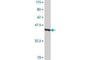 Western Blot detection against Immunogen (38. (PCDH10 antibody  (AA 18-127))