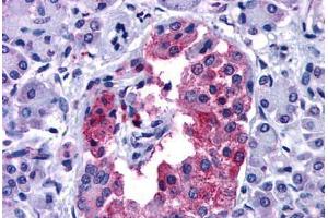 Anti-GIPR antibody  ABIN1048658 IHC staining of human pancreas. (GIPR antibody  (N-Term))