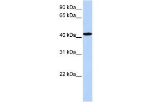 WB Suggested Anti-TADA1L Antibody Titration: 0. (TADA1 antibody  (C-Term))