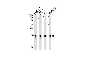 TCEAL1 Antibody (N-term) (ABIN1538827 and ABIN2849096) western blot analysis in LNCaP,PC-3,RD,S cell line lysates (35 μg/lane).