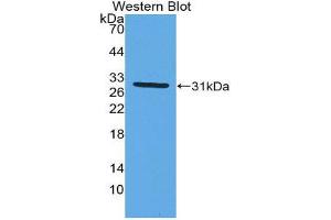 Western Blotting (WB) image for anti-Myxovirus Resistance Protein 1 (MX1) (AA 68-303) antibody (ABIN1980468) (MX1 antibody  (AA 68-303))