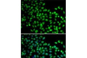 FKBP6 antibody