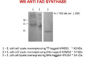 Western Blotting (WB) image for anti-FAD Synthetase antibody (ABIN5714637) (FAD Synthetase antibody)