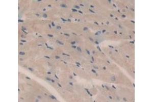IHC-P analysis of Kidney tissue, with DAB staining. (HMCN1 antibody  (AA 22-153))