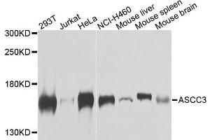 Western blot analysis of extracts of various cells, using ASCC3 antibody. (ASCC3 antibody)