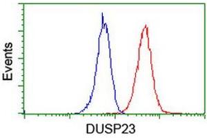 Image no. 12 for anti-Dual Specificity Phosphatase 23 (DUSP23) antibody (ABIN1497930) (DUSP23 antibody)