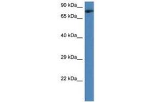 Image no. 1 for anti-Transmembrane and Coiled-Coil Domains 3 (TMCO3) (AA 244-293) antibody (ABIN6747273) (TMCO3 antibody  (AA 244-293))