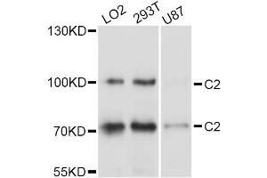 Western blot analysis of extracts of various cell lines, using C2 Antibody (ABIN5997334) at 1/1000 dilution. (Complement C2 antibody)