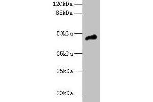 Western blot All lanes: CASQ1 antibody at 5 μg/mL + Mouse brain tissue Secondary Goat polyclonal to rabbit IgG at 1/10000 dilution Predicted band size: 46 kDa Observed band size: 46 kDa