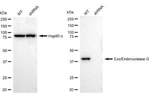Western blotting analysis using Exo/endonuclease G antibody (ABIN7798438).