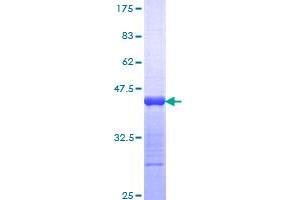 Nuclear Mitotic Apparatus Protein 1 (NUMA1) (AA 200-306) protein (GST tag)