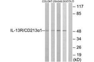 Western blot analysis of extracts from COLO/HT-29/A549/293 cells, using IL-13R/CD213 alpha1 (Ab-405) Antibody. (CD213alpha1 (AA 371-420) antibody)