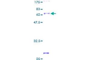 ARG2 Protein (AA 1-354) (GST tag)
