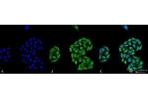 Immunocytochemistry/Immunofluorescence analysis using Mouse Anti-HSP70 Monoclonal Antibody, Clone 5A5 . (HSP70 antibody  (Atto 488))