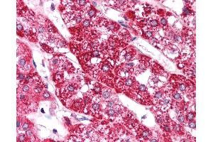 Anti-EIF4G2 antibody IHC of human adrenal. (EIF4G2 antibody  (AA 766-815))