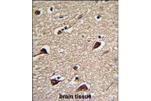 Formalin-fixed and paraffin-embedded human brain tissue reacted with PGLS Antibody , which was peroxidase-conjugated to the secondary antibody, followed by DAB staining. (PGLS antibody  (C-Term))