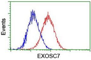 Flow cytometric Analysis of Hela cells, using anti-EXOSC7 antibody (ABIN2455520), (Red), compared to a nonspecific negative control antibody, (Blue). (EXOSC7 antibody)