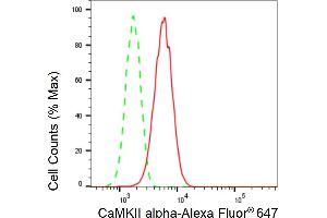 Flow cytometric analysis of CaMKII alpha expression in HT- cells using CaMKII alpha antibody (ABIN7797832), 1:2,000).