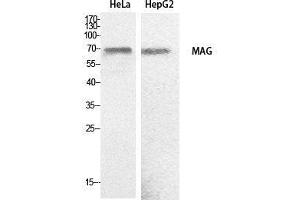 Western Blot (WB) analysis of HeLa, HepG2 cells using MAG Polyclonal Antibody. (MAG antibody  (Internal Region))