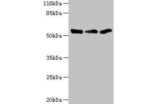 TFCP2 anticorps  (AA 1-280)