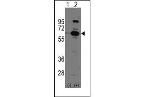 Image no. 1 for anti-Poly (ADP-Ribose) Polymerase Family, Member 6 (PARP6) (C-Term) antibody (ABIN358805) (PARP6 antibody  (C-Term))