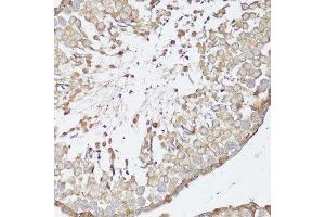 Immunohistochemistry of paraffin-embedded rat testis using OPRK1 antibody. (OPRK1 antibody  (C-Term))