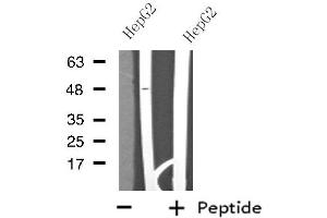 Western blot analysis of extracts from HepG2 cells using MOT14 antibody. (SLC16A14 antibody  (Internal Region))