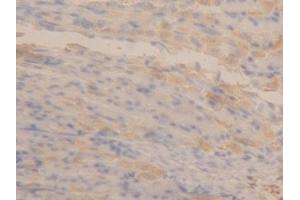 Detection of APOA4 in Mouse Stomach Tissue using Polyclonal Antibody to Apolipoprotein A4 (APOA4) (APOA4 antibody  (AA 135-281))